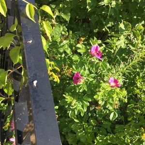 Meet your Posher, Sheila